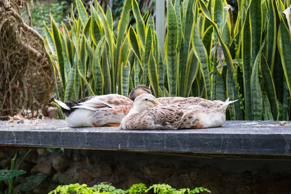 Ducks sleeping on rock slab, head tucked under wing