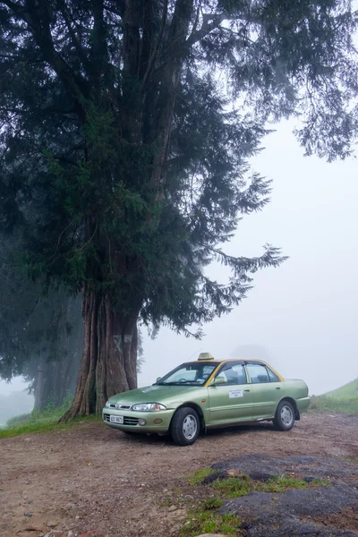 Taxi park nearby tree at Cameron Highlands, Malaysia