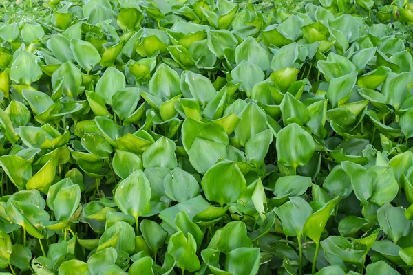 Water Hyacinth floating covered on river.