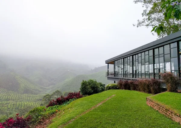 View of tea shop and tea plantations covered with fog