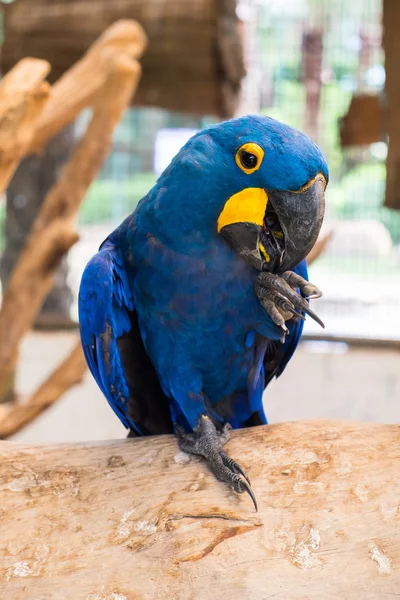 Hyacinth macaw (Anodorhynchus Hyacinthinus) or Hyacinthine macaw