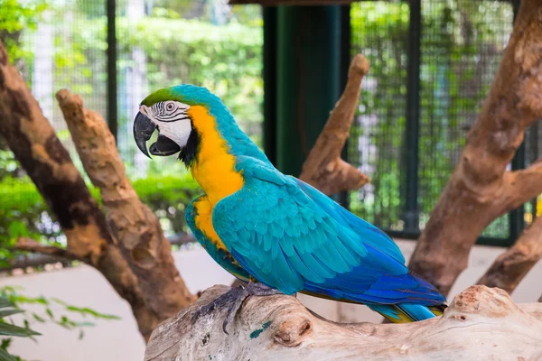 Blue-and-yellow macaw also known as the Blue-and-gold macaw on l