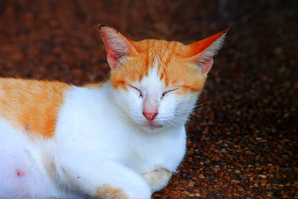 Pet cats are popular pets as lovely friends.