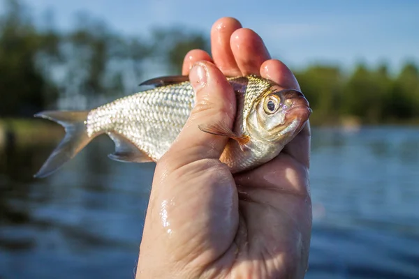 Fish bream in the hand of angler