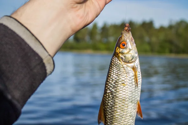 Fish roach in the hand of angler