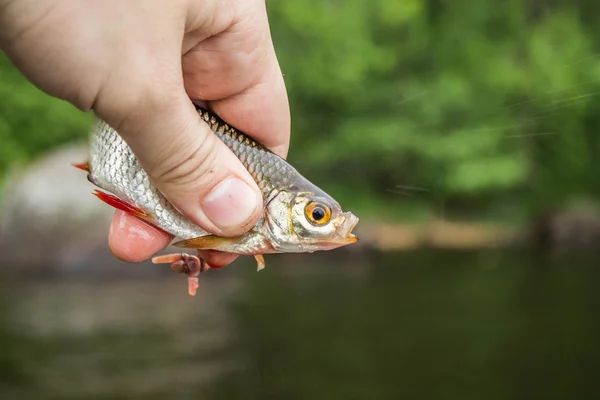 Fish roach in the hand of angler
