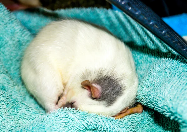 Rat curled up in sleep