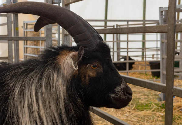 Older Pygmy Goat