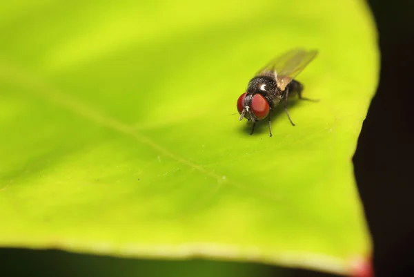 Small Fly insect