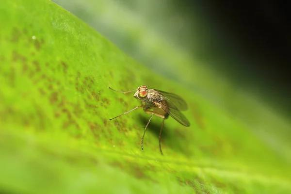 Fly insect on the green leaf