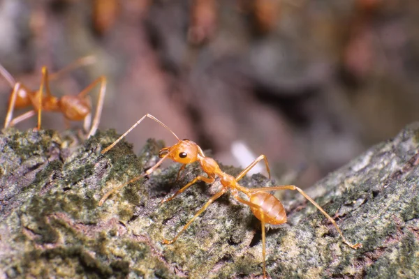 Small ant working