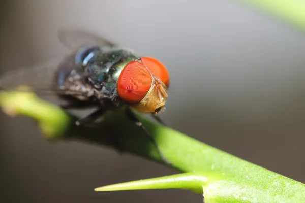 Fly insect in the green garden