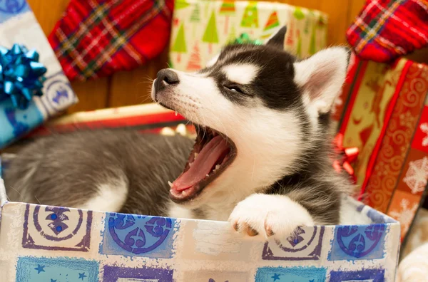 Black husky puppy yawns