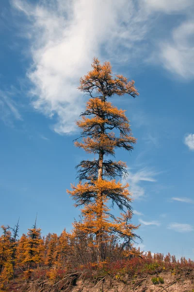 Lonely tree Siberian larch in autumn in the North