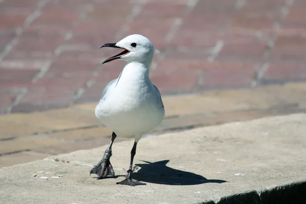 Seagull white with an open beak and a swollen leg