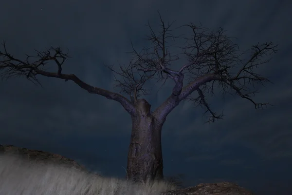 Baobab night. Baobab tree against the night sky, Баобаб ночью