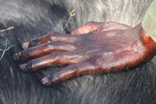Hand black Ranger on the skin of a Buffalo. Рука на теле буйвола