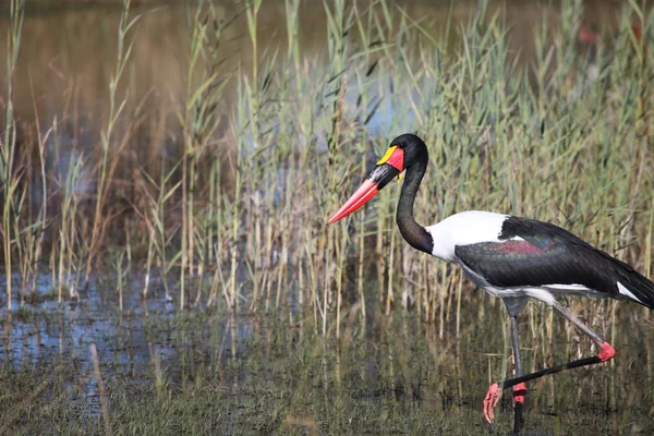Jabiru storks setloglevel goes through the swamp in search of food, Аист