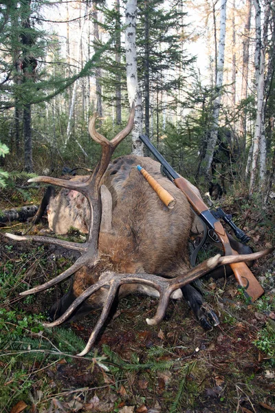 Hunting trophy Siberian deer with a gun and call. Irkutsk region