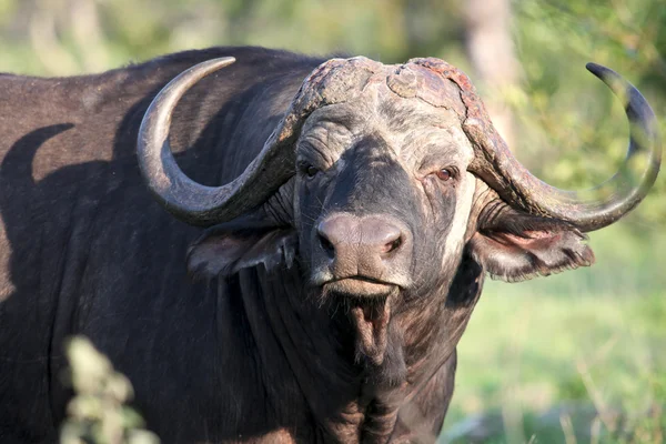 Cape Buffalo (Syncerus caffer) big bull, Eastern Cape