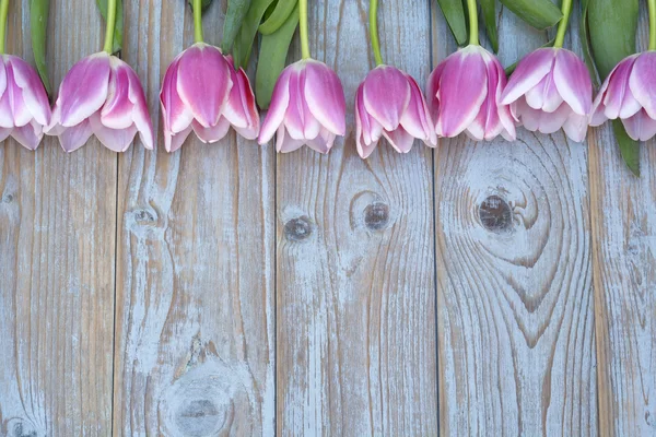 Old grey blue wooden background with pink white tulips border in a row  and empty copy space with wooden spring summer  decoration