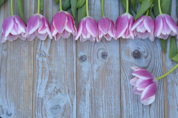 Old grey blue wooden background with pink white tulips border in a row  and empty copy space with wooden spring summer  decoration