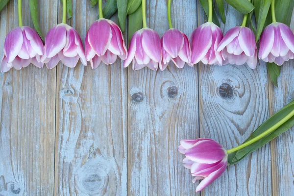 Old grey blue wooden background with pink white tulips border in a row  and empty copy space with wooden spring summer  decoration