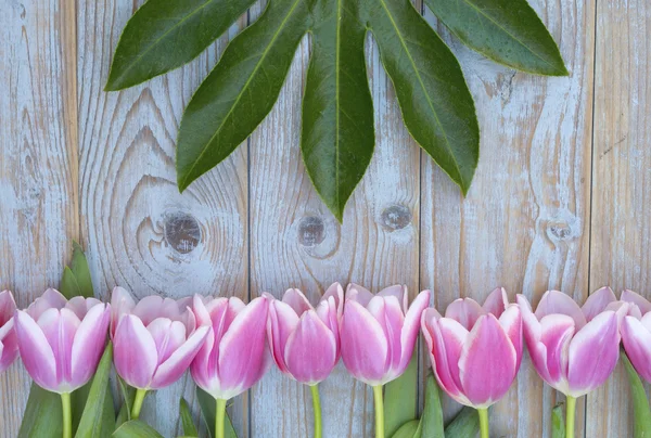 Old grey blue wooden background with pink white tulips border in a row  and empty copy space with wooden spring summer  decoration