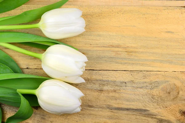 Three White tulips in a row on old wooden background with empty space for layout and text , horizontal