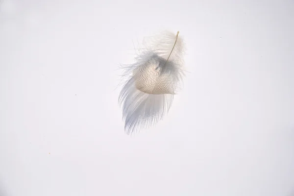 Fluffy soft white striped bird feather  on a white grey background with a abstract sunlight shadow effect with a serene zen atmosphere and empty copy space and a dream effect, the feather is lifting up.