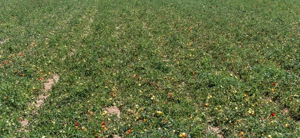 Italian tomatoes field