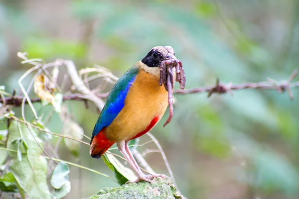 Bird colorful (Blue winged pitta) eating earthworms in forests