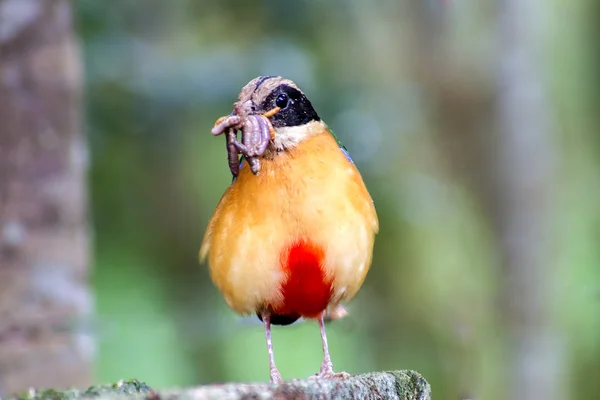 Bird colorful (Blue winged pitta) eating earthworms in forests