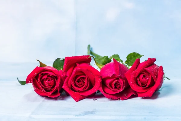 Red rose with water drops on background