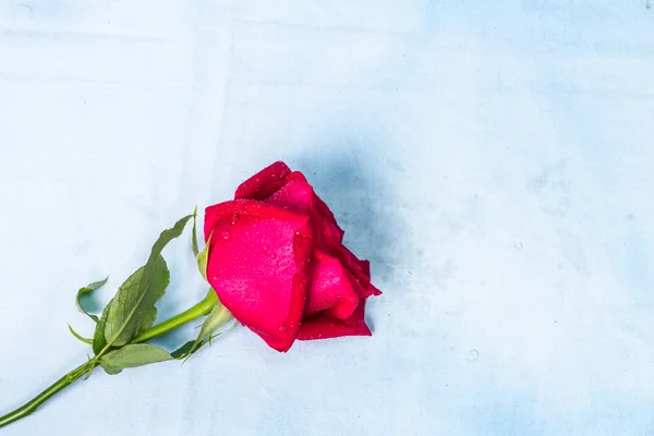 Red rose with water drops on background