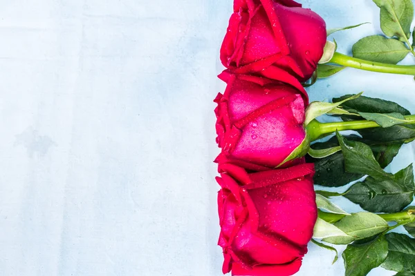 Red rose with water drops on background