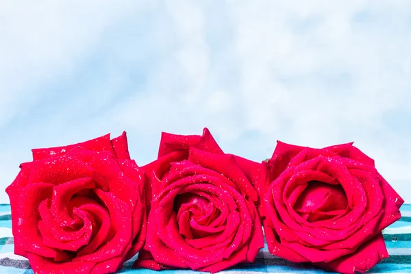 Red rose with water drops on  plaid fabric background