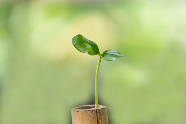 Young plant  grown in pots to reduce the the environment