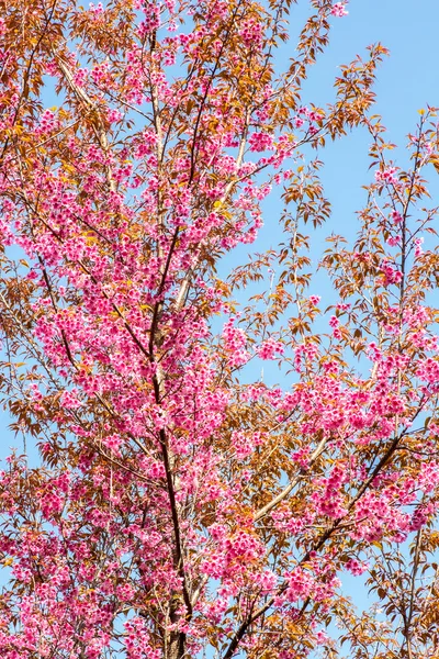 Wild Himalayan Cherry flower (Prunus cerasoides)  cherry blossom