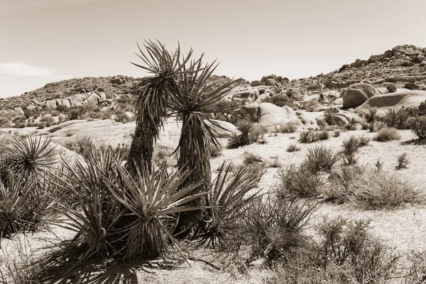 Yucca plant in desert, California