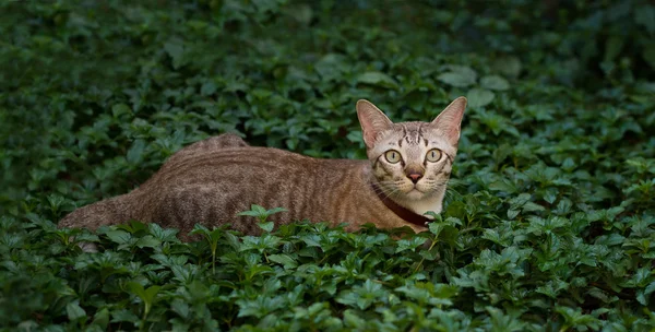 Brown cat, hunter ambush prey in nature background