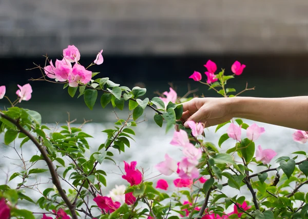 Two tone pink and red falling bougainvillea flower in hand on canal