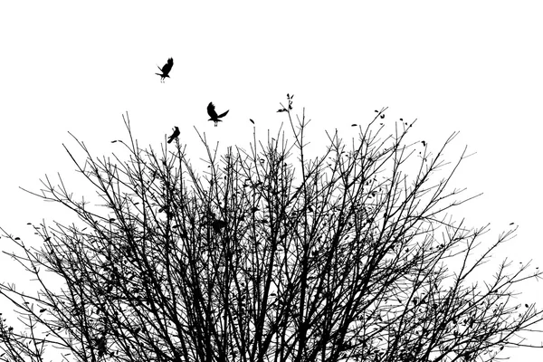 The crows and tree in autumn, black and white