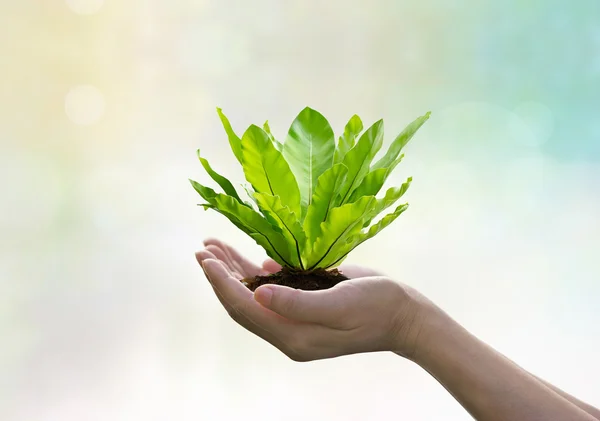 Green fern of tropical in hands, nature summer blur background