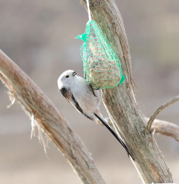 Long tailed tit bird eating bird feed