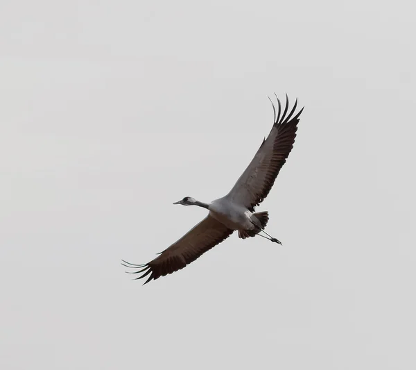 Silhouette of a flying crane bird