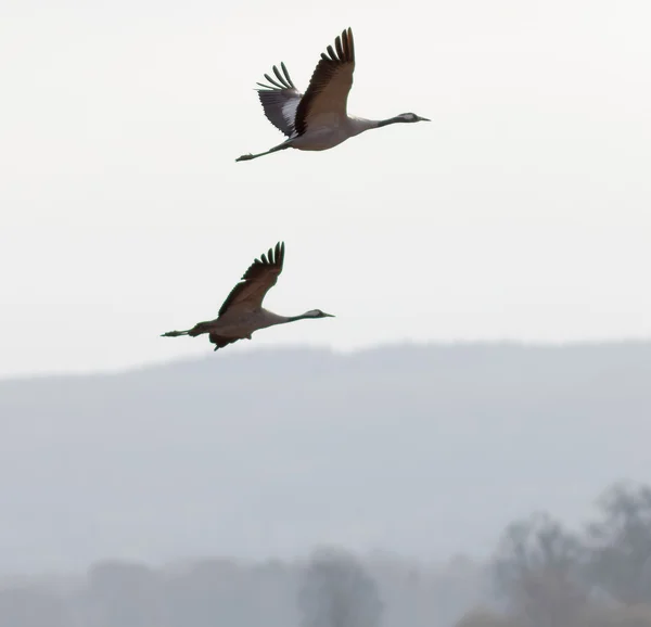 Silhouette of two flying crane birds, mountains in background