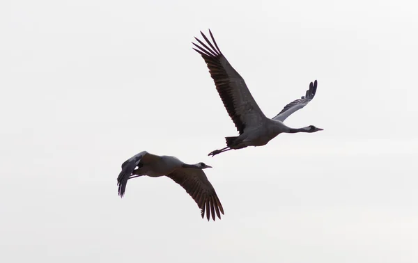 Silhouette of two flying crane bird