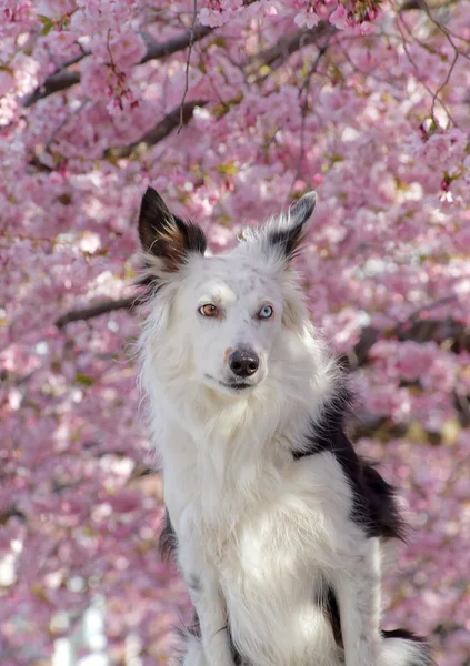 Cute black and white dog enjoy the beautiful cherry bloom