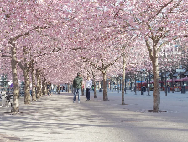 Park with beautiful blooming cherry trees and people